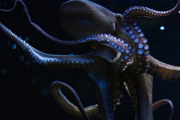 Kraken официальная ссылка